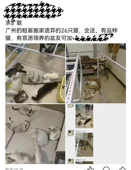 弃猫截图